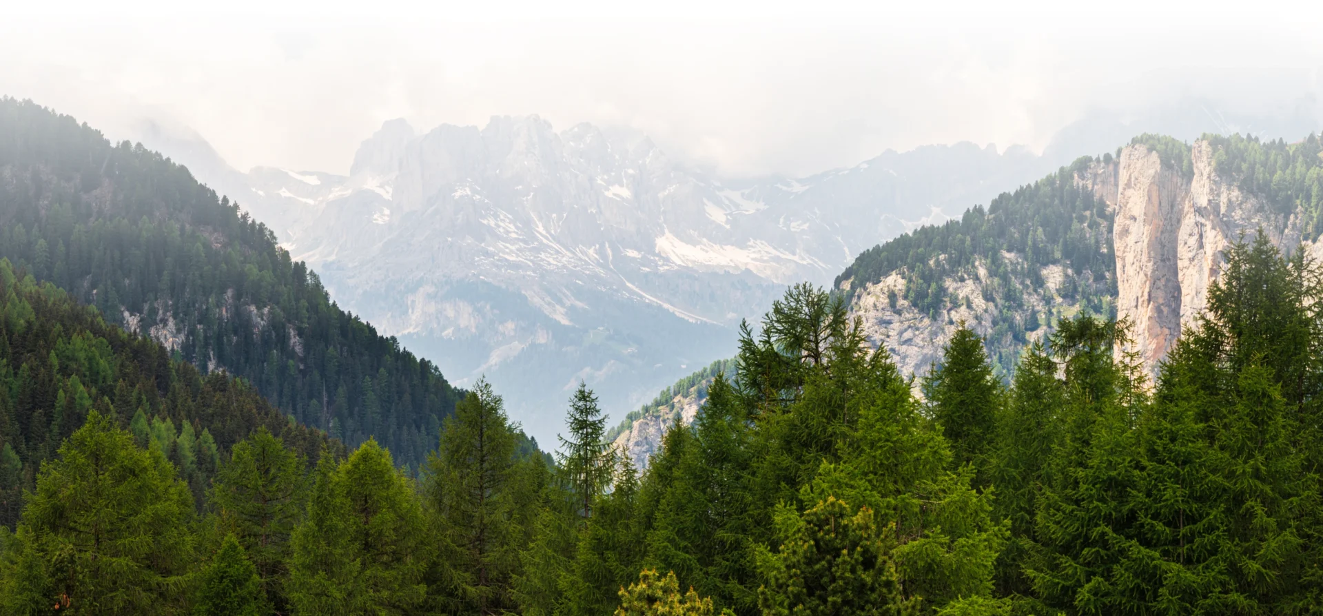 Mountain landscape with lush green forest